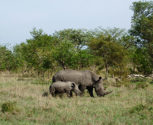 Rhinoceros parent (likely mommy) and child.